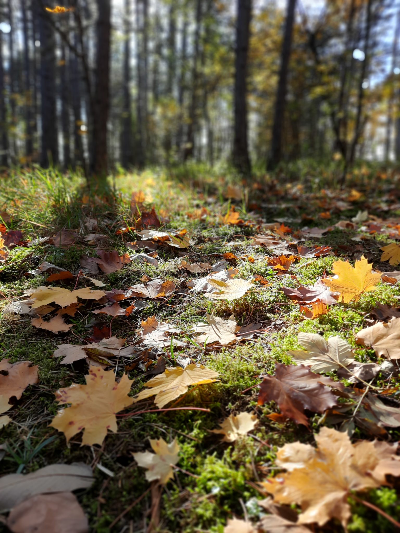 Bestattung Stranz GmbH seit 1953 Der Unterschied steht fest!